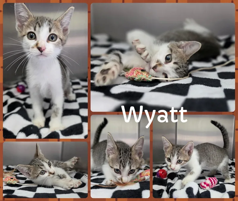 Wyatt