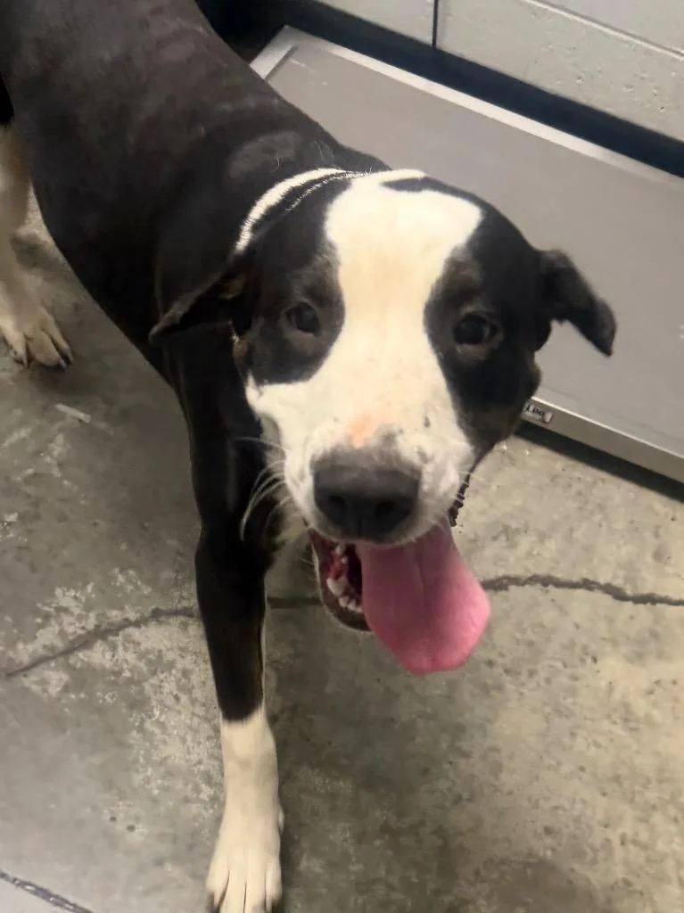 A baby large-sized male Mastiff dog named Moo Moo for adoption in Henderson, NC