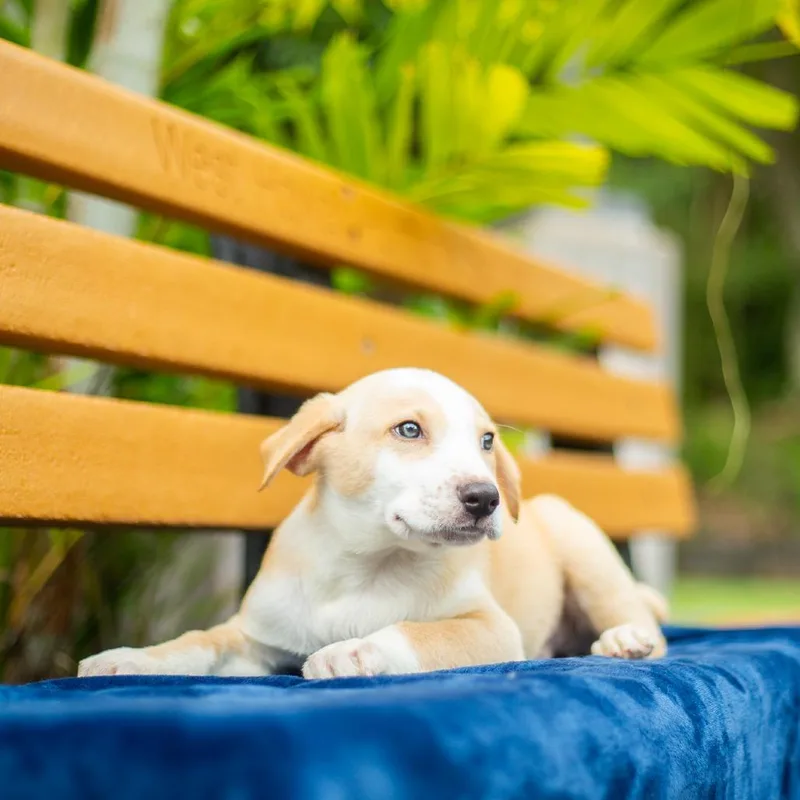 A baby small-sized male White / Cream Mixed Breed dog named Custard for adoption in Kailua Kona, HI