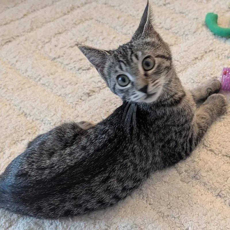 A baby medium-sized female Tabby (Gray / Blue / Silver) Tabby cat named French fry for adoption in Washington, PA