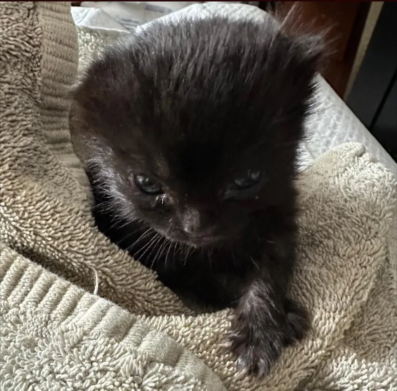 A baby medium-sized male Domestic Short Hair cat named Mr. Ink for adoption in Aberdeen, WA