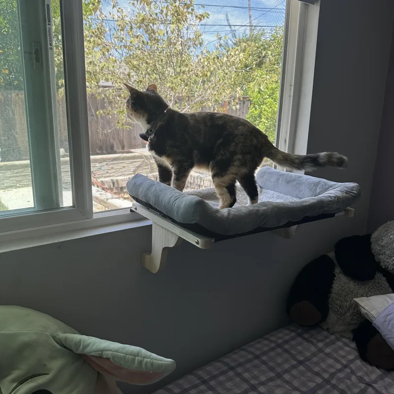 Willow