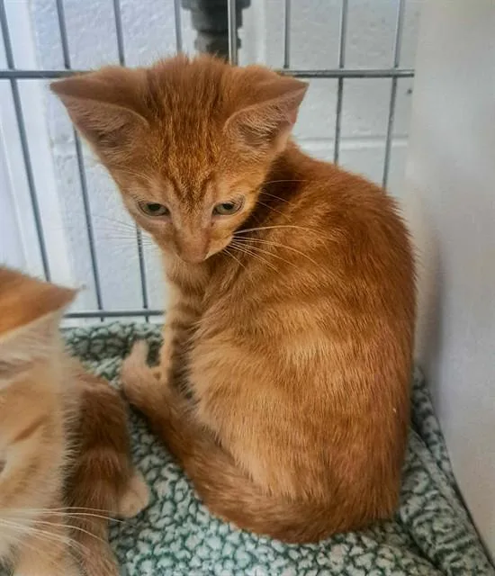 A baby small-sized male Domestic Short Hair cat named Phantom for adoption in Easton, MD