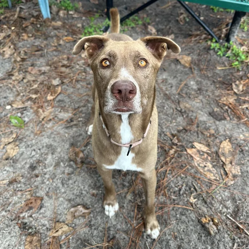 An adult large-sized male Mixed Breed dog named Steve for adoption in Gainesville, FL