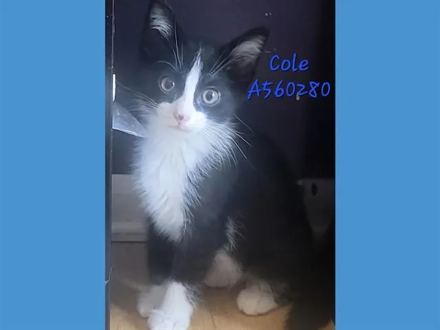 A baby small-sized male Domestic Short Hair cat named Cole for adoption in Fort Wayne, IN