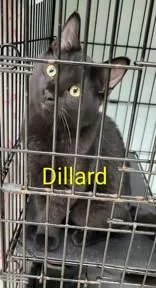 A baby small-sized male Black Domestic Short Hair cat named Dillard for adoption in Moline, IL