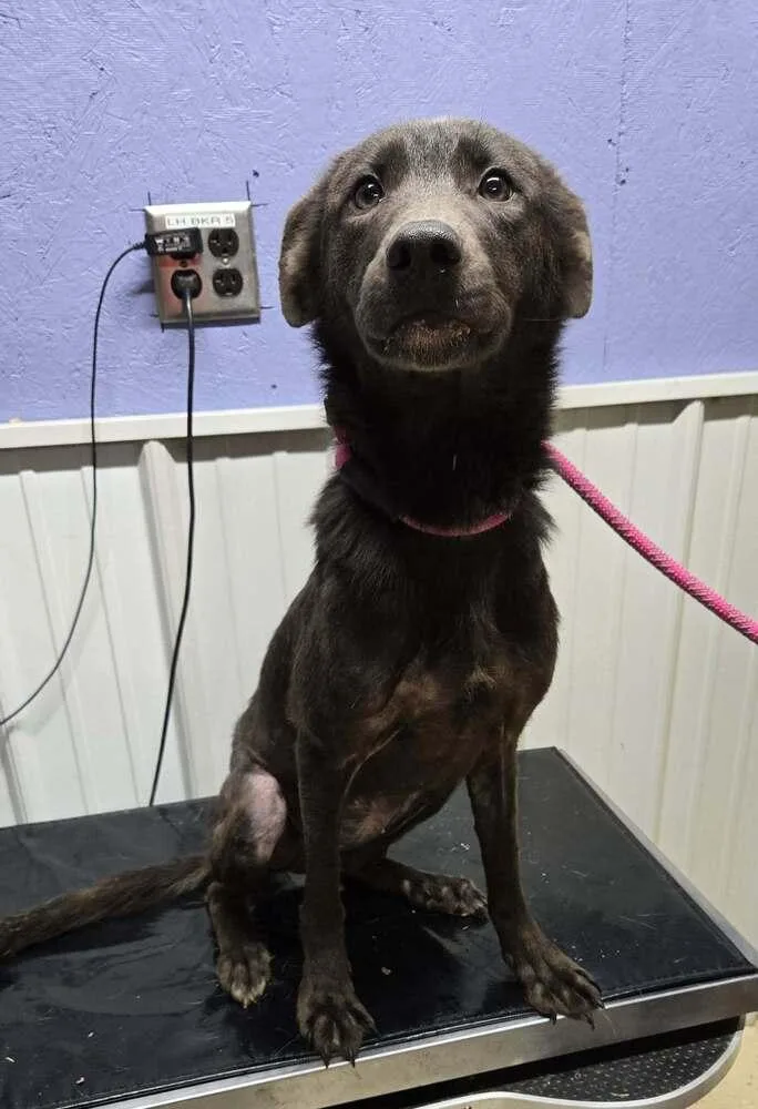 A young medium-sized female Black Labrador Retriever dog named Marigold for adoption in Waverly, OH