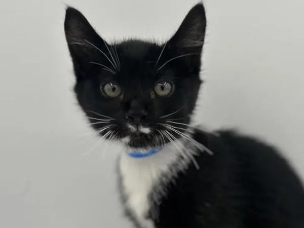 A baby small-sized male Domestic Short Hair cat named Windy for adoption in Portland, OR
