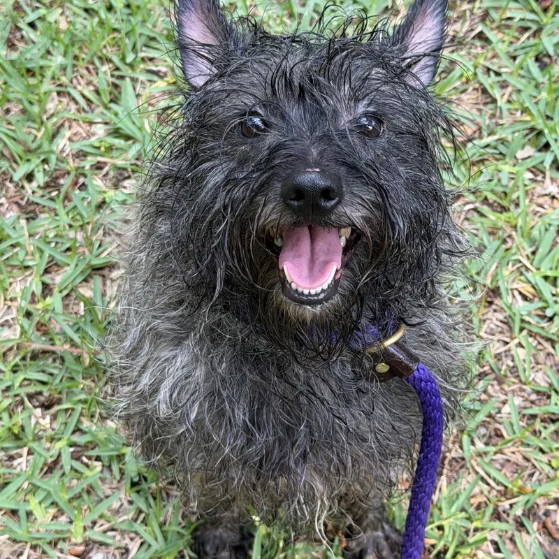 An adult small-sized female Brindle Cairn Terrier dog named Lauren for adoption in Spring, TX