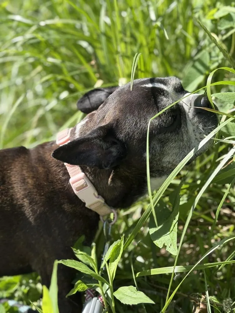 Lady Jane Cornwell thumbnail 2