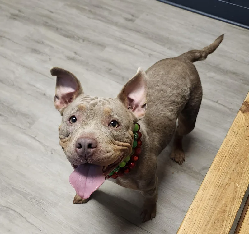 An adult medium-sized female Yellow / Tan / Blond / Fawn Pit Bull Terrier dog named Patsy for adoption in Mansfield, OH