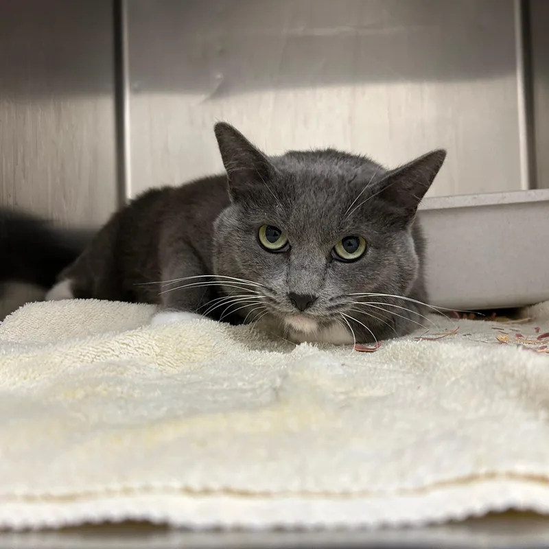An adult large-sized female Gray & White Domestic Short Hair cat named Callie for adoption in Lindon, UT