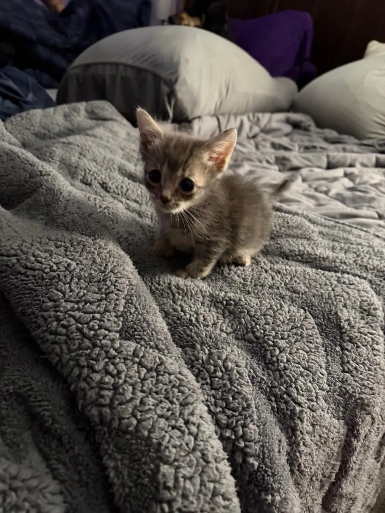 A baby medium-sized male Domestic Short Hair cat named Sara for adoption in Pomona, NY
