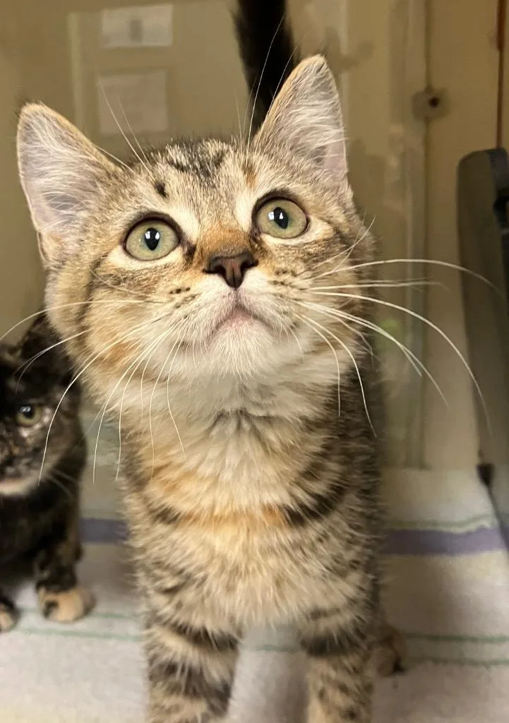 A baby medium-sized female Domestic Short Hair cat named Tabitha for adoption in Christiansburg, VA