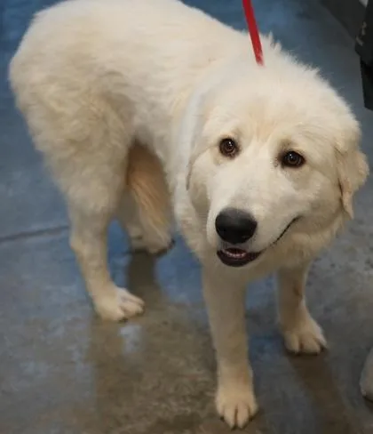 An adult large-sized female Great Pyrenees dog named Polly for adoption in Bowling Green, KY