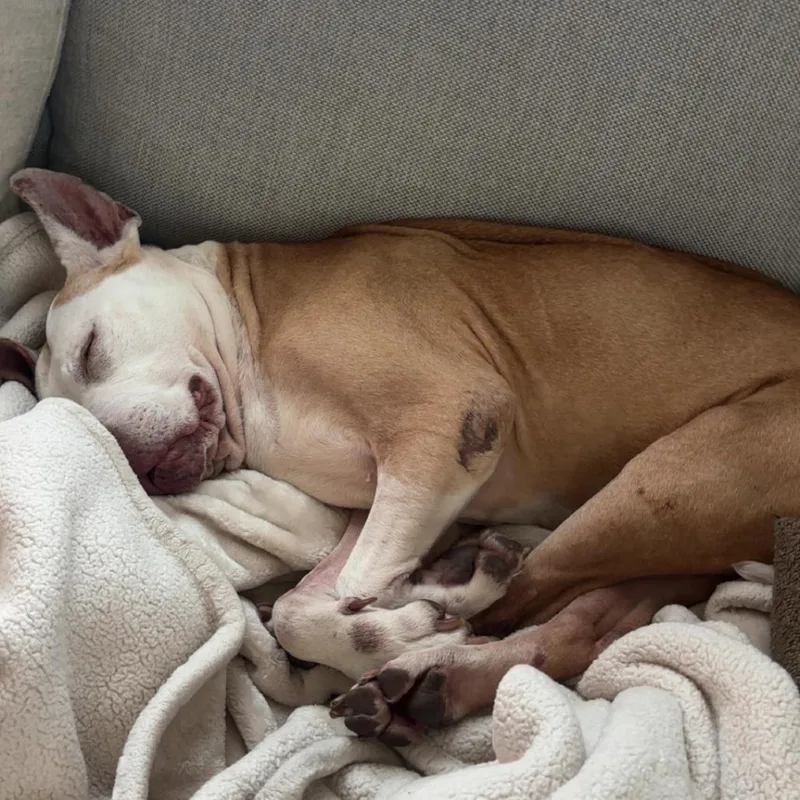 A senior medium-sized female Yellow / Tan / Blond / Fawn Pit Bull Terrier dog named Fiona for adoption in Madison, WI