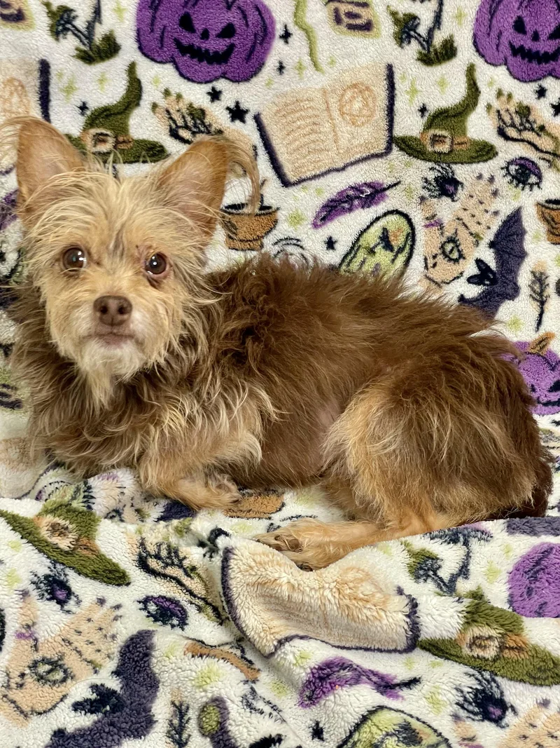 A young small-sized female Yorkshire Terrier dog named Whisper for adoption in Lacon, IL
