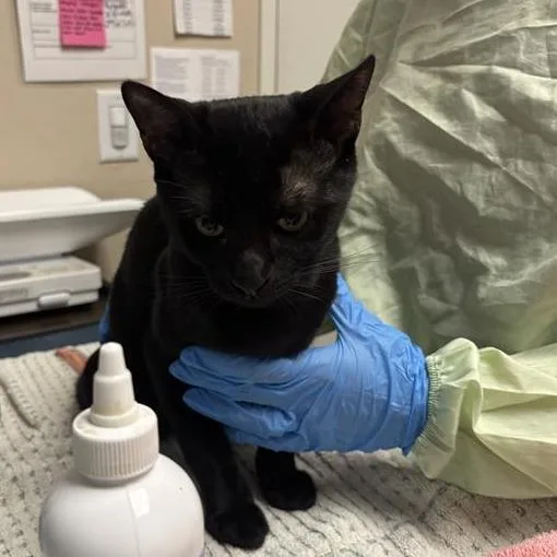 A baby medium-sized male Black Domestic Short Hair cat named Madagascar for adoption in Tempe, AZ