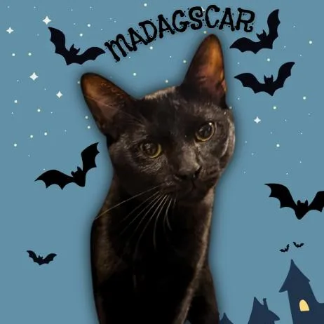 Madagascar thumbnail 2