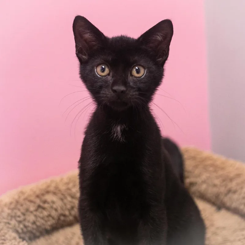 A baby small-sized female Black Domestic Short Hair cat named Tulissa for adoption in Ponte Vedra, FL
