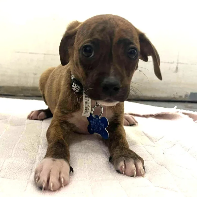 A baby small-sized female Terrier dog named Tide for adoption in Minneapolis, MN