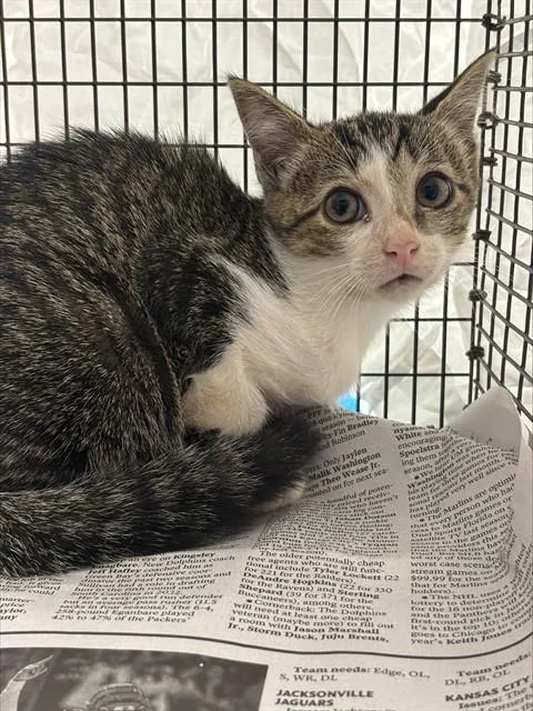 A baby large-sized male Domestic Short Hair cat named Cove for adoption in Fort Lauderdale, FL