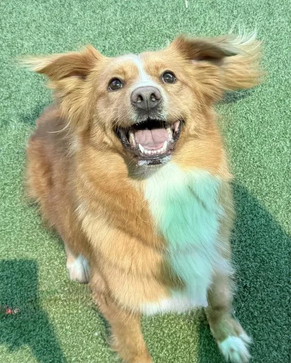 Artemis