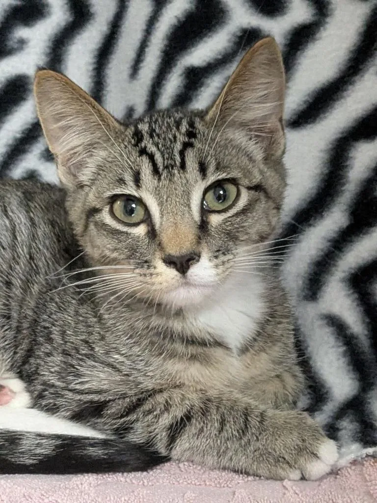 A baby medium-sized male Domestic Short Hair cat named Cilantro for adoption in Shoreline, WA