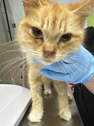 An adult medium-sized female Domestic Long Hair cat named Orange Juice for adoption in Daytona Beach, FL
