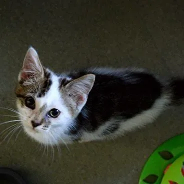 A baby small-sized male Gray / Blue / Silver Domestic Short Hair cat named Jude for adoption in Fort Leavenworth, KS