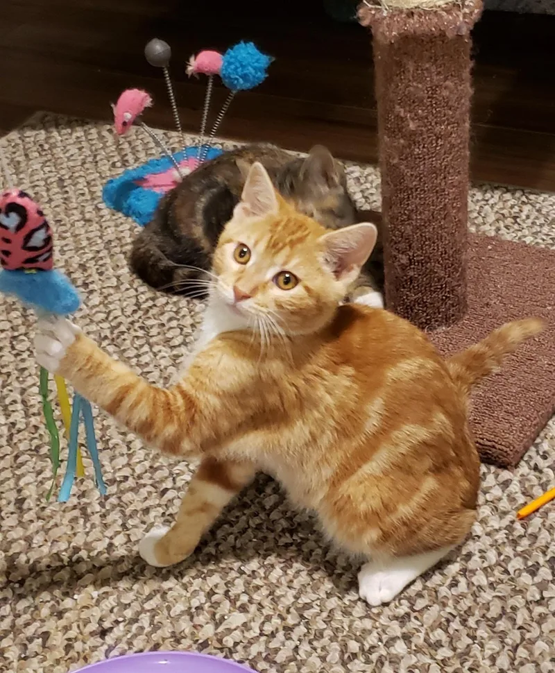 A young medium-sized male Tabby (Orange / Red) Domestic Short Hair cat named Archie for adoption in Fernley, NV
