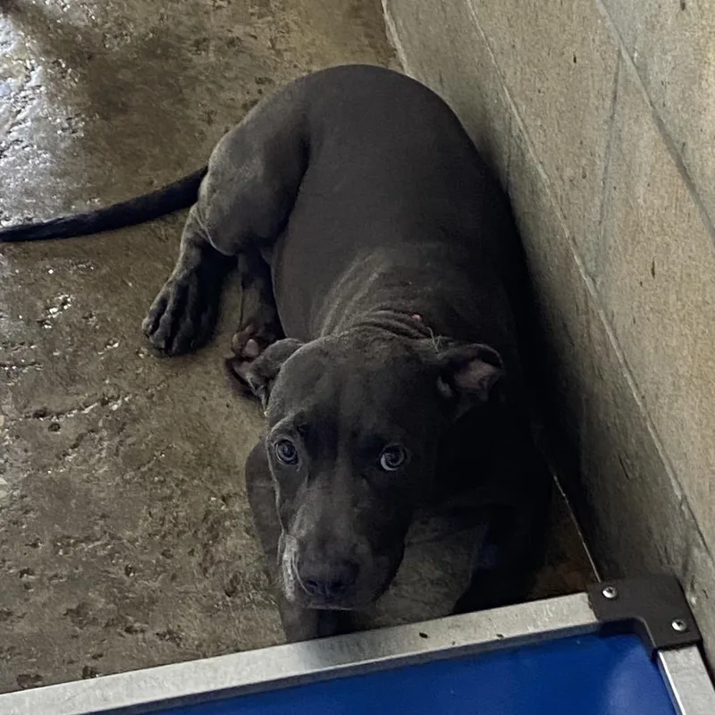 A baby medium-sized female Gray / Blue / Silver Mixed Breed dog named Sunny for adoption in Melrose, FL