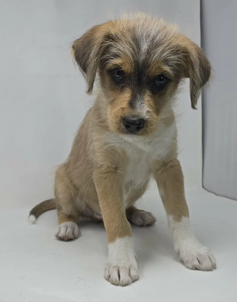 A baby medium-sized male Tricolor (Brown, Black, & White) Siberian Husky dog named Point for adoption in New York, NY
