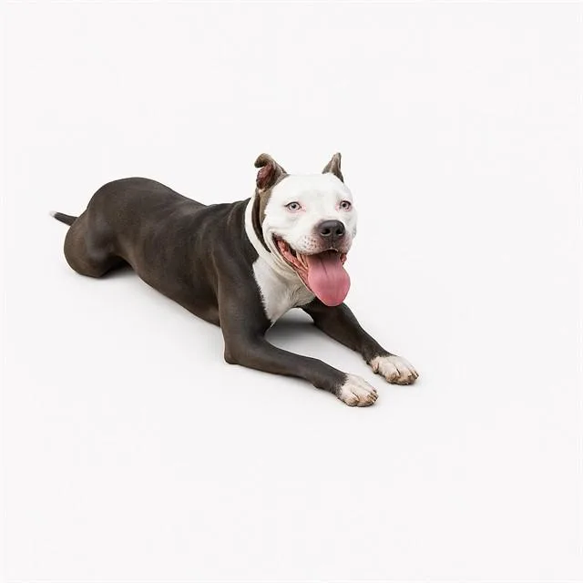 An adult medium-sized female Pit Bull Terrier dog named Wendy for adoption in Thousand Palms, CA