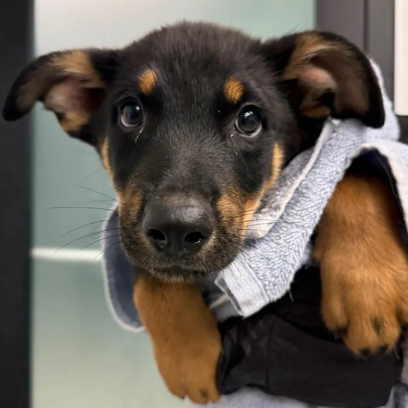 A baby small-sized male Black Shepherd dog named Luke for adoption in Abilene, TX