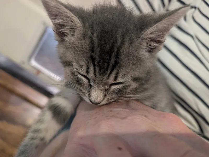 Baloo thumbnail 2