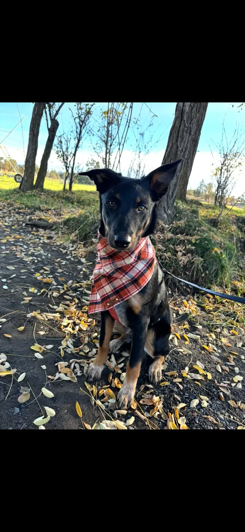 A young medium-sized male Black Border Collie dog named Courtesy listing  Yogi for adoption in Bend, OR