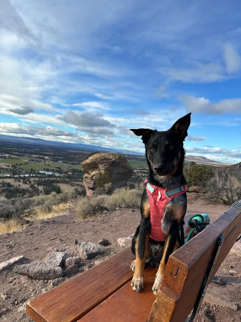 Courtesy listing  Yogi thumbnail 2