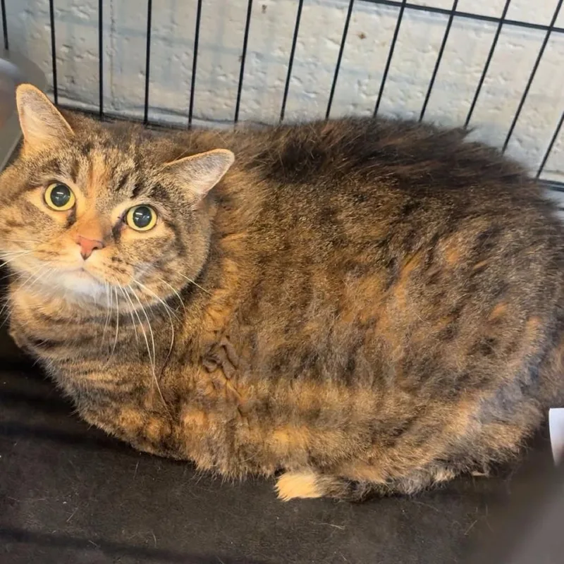 A senior extra large-sized female Calico Domestic Short Hair cat named Josie for adoption in Huntington, WV