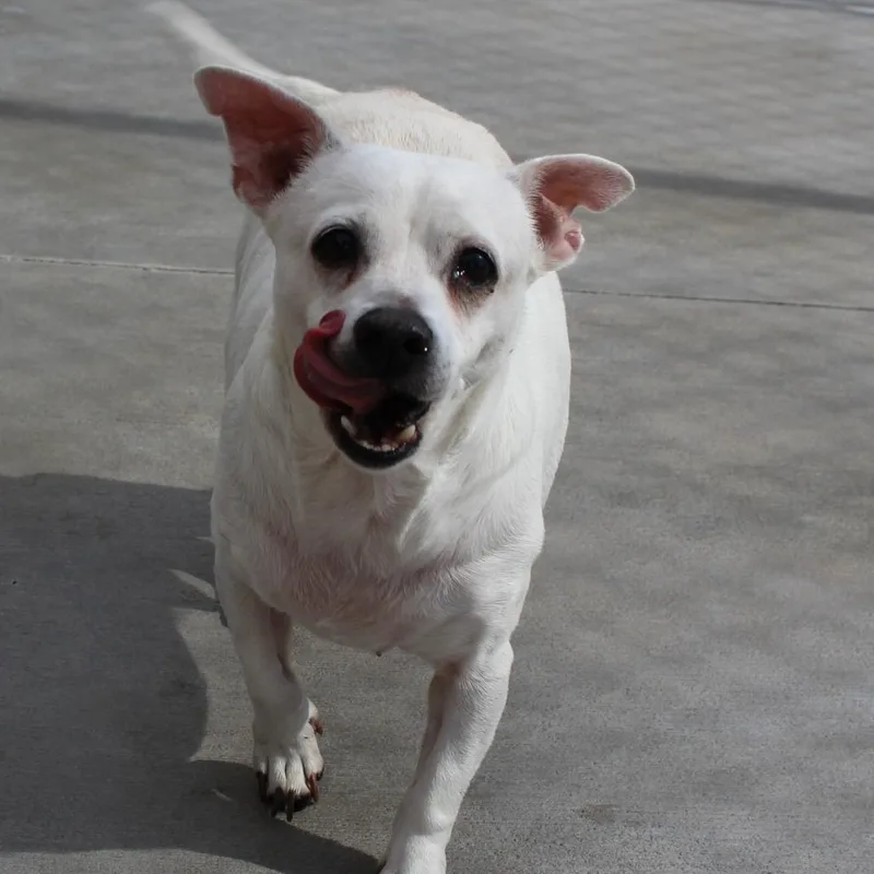 A senior small-sized male Chihuahua dog named Shaggy for adoption in McPherson, KS