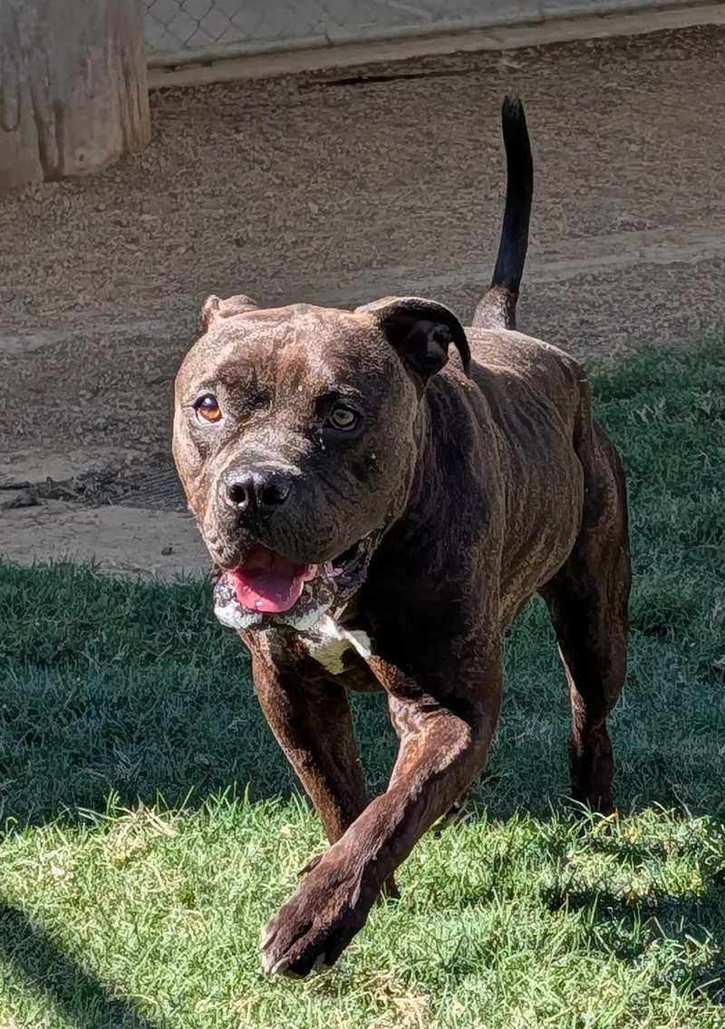 An adult medium-sized male Pit Bull Terrier dog named Jack A for adoption in Plano, TX