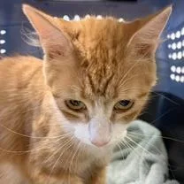 An adult medium-sized female Orange / Red Domestic Short Hair cat named Martha for adoption in Greensboro, GA