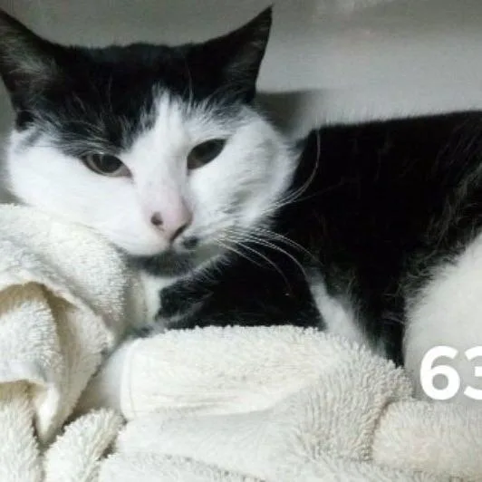 A young small-sized male Black Domestic Short Hair cat named Oscar for adoption in Chantilly, VA