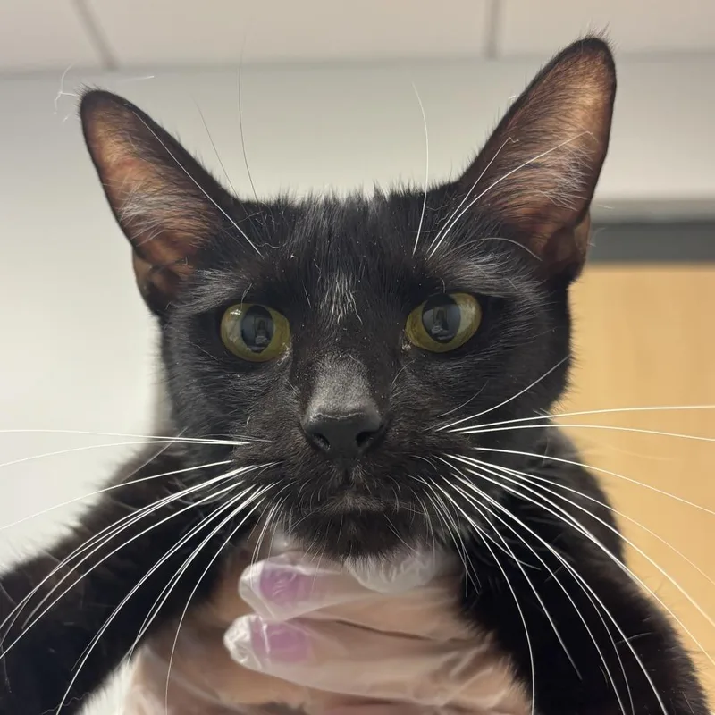 A young medium-sized female Black Domestic Short Hair cat named Tuki for adoption in Jacksonville, FL