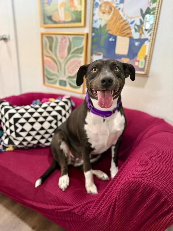 An adult medium-sized female Black Labrador Retriever dog named Toasty Buttercup The Cozy for adoption in Friendswood, TX