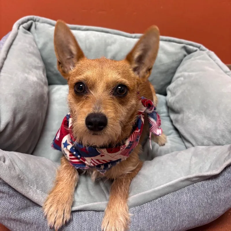 An adult small-sized female Yellow / Tan / Blond / Fawn Wirehaired Terrier dog named Ava for adoption in Santa Barbara, CA