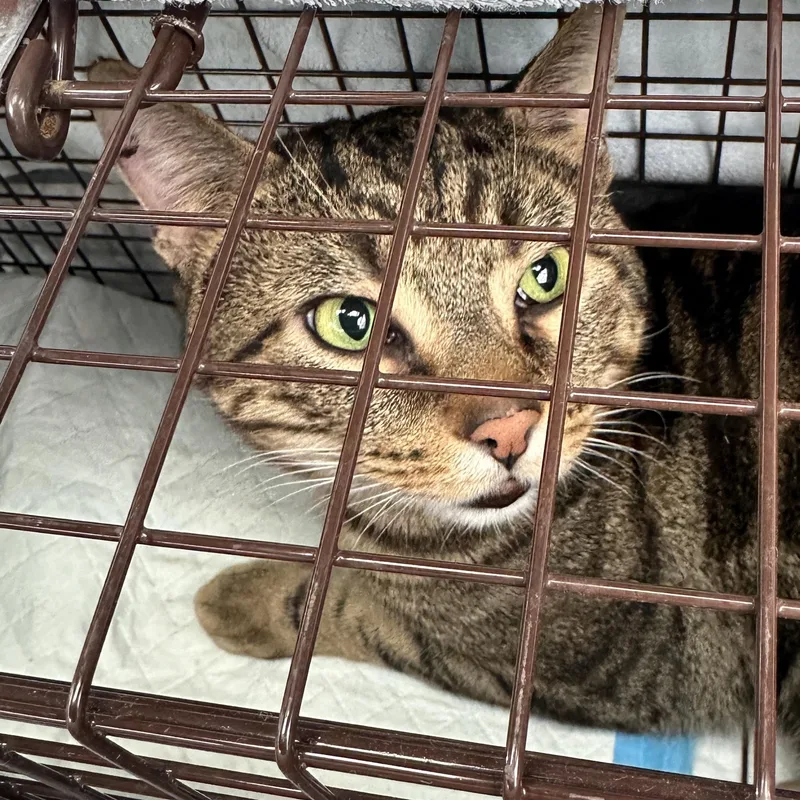 Guinness Coming In thumbnail 4