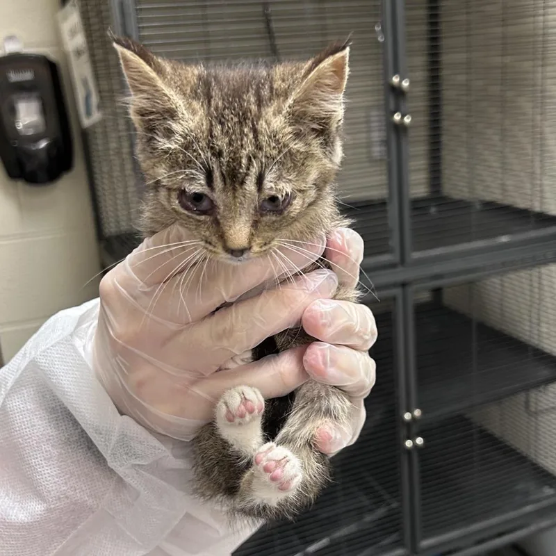 A baby small-sized female Brown / Chocolate Domestic Short Hair cat named Torque for adoption in Asheville, NC