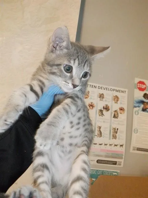 A baby small-sized female Domestic Short Hair cat named Mira for adoption in San Jose, CA