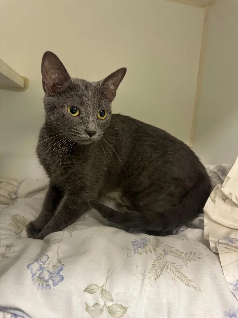 A baby medium-sized female Domestic Short Hair cat named Marie for adoption in Johnson City, TN